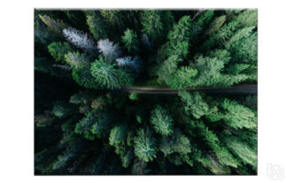 Картина на холсте «Дорога среди деревьев №1» (60 х 45 см) Ангстрем