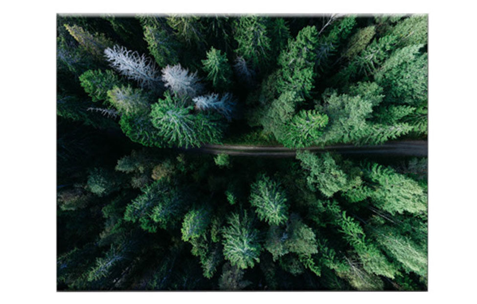 Картина на холсте «Дорога среди деревьев №1» (100 х 75 см) Ангстрем
