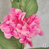 Цветок Hydrangea CozyHome фото 2